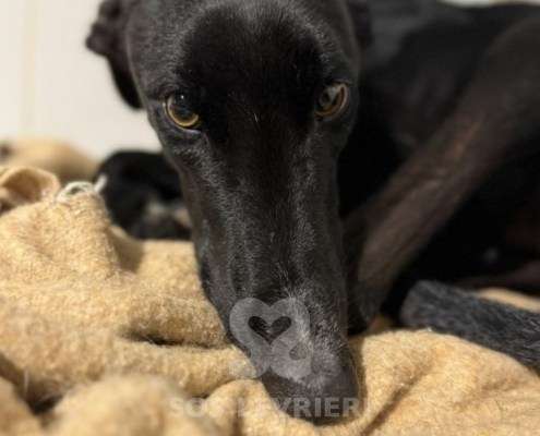 Astro-Galgo_16 Astro-Galgo