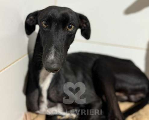 Astro-Galgo_18 Astro-Galgo