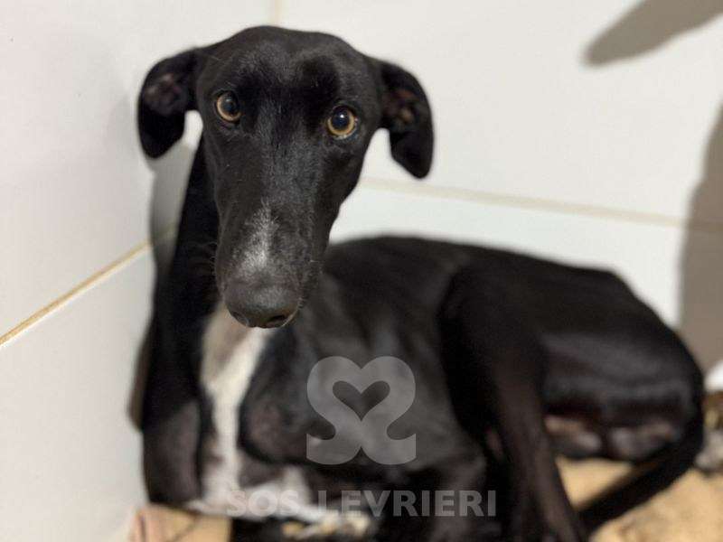 Astro-Galgo_18 Astro-Galgo