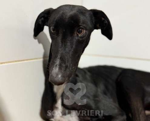 Astro-Galgo_19 Astro-Galgo