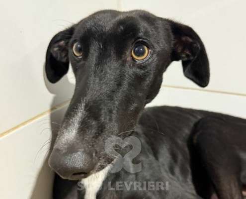 Astro-Galgo_20 Astro-Galgo