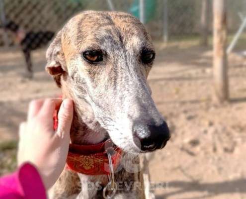 Auralie-Galgo_11 Auralie-Galgo