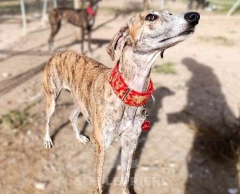 Auralie-Galgo