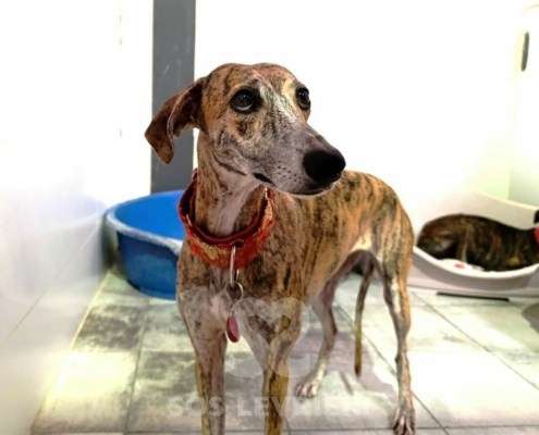 Auralie-Galgo_13 Auralie-Galgo