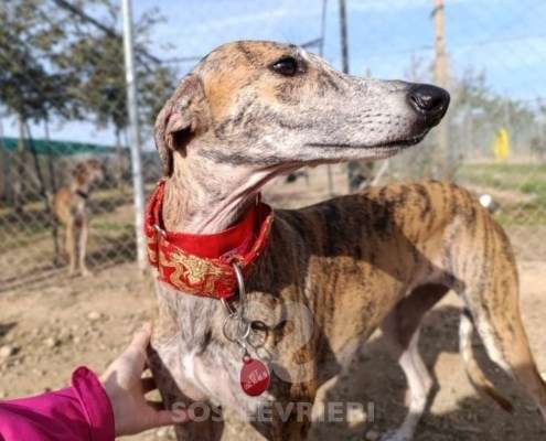 Auralie-Galgo_14 Auralie-Galgo