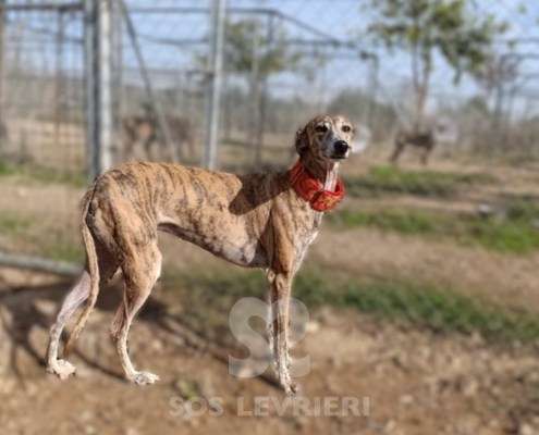 Auralie-Galgo_15 Auralie-Galgo