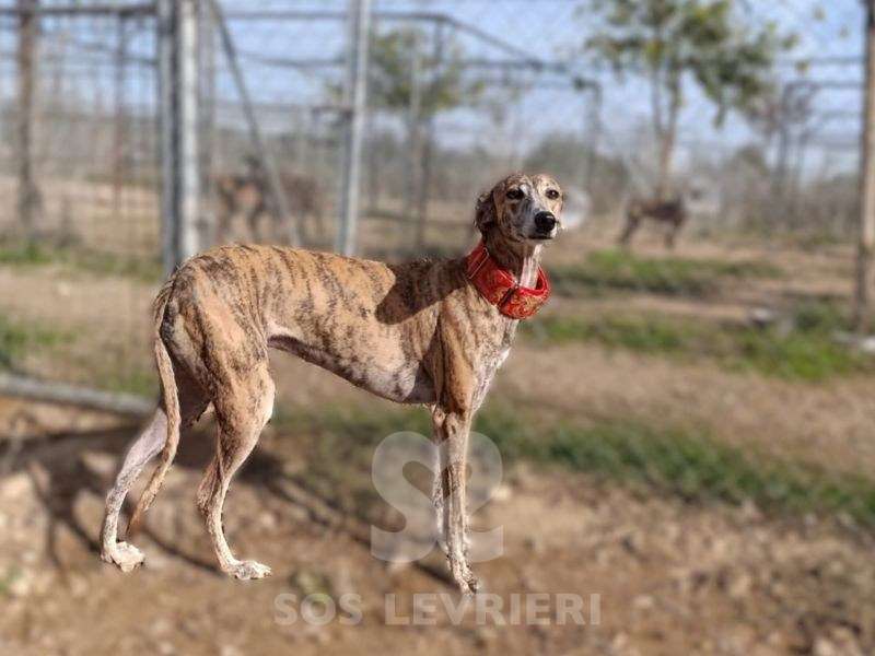 Auralie-Galgo_15 Auralie-Galgo