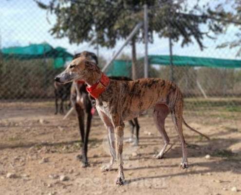 Auralie-Galgo_16 Auralie-Galgo