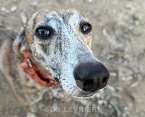 Auralie-Galgo_17 Auralie-Galgo