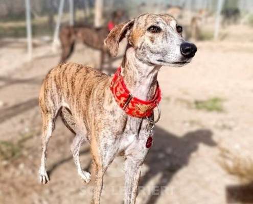 Auralie-Galgo_19 Auralie-Galgo