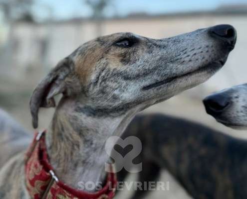 Auralie-Galgo_20 Auralie-Galgo