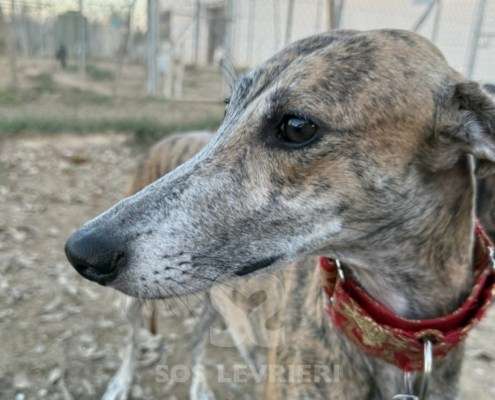 Auralie-Galgo_21 Auralie-Galgo