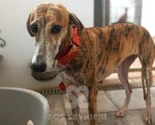 Auralie-Galgo_23 Auralie-Galgo