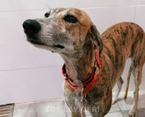 Auralie-Galgo_24 Auralie-Galgo