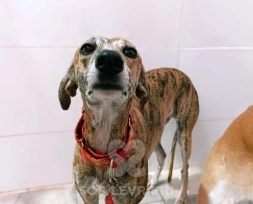 Auralie-Galgo_25 Auralie-Galgo