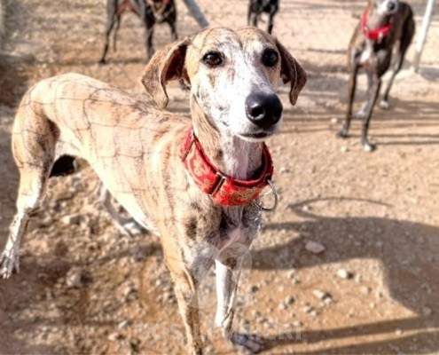 Auralie-Galgo_26 Auralie-Galgo