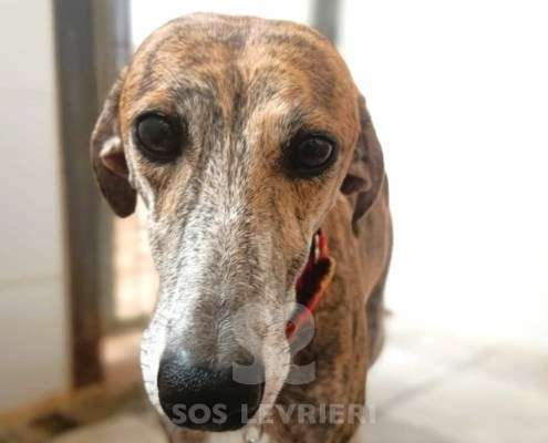 Auralie-Galgo_27 Auralie-Galgo