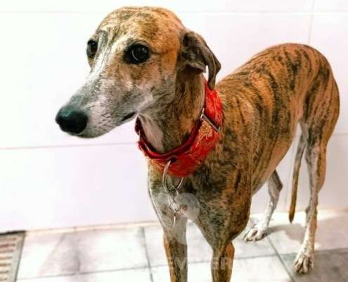 Auralie-Galgo_28 Auralie-Galgo