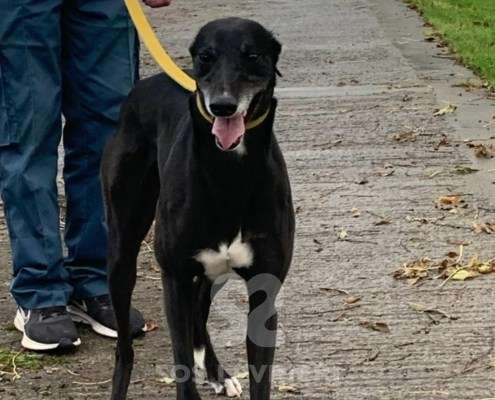 Autumn-Greyhound_12 Autumn-Greyhound