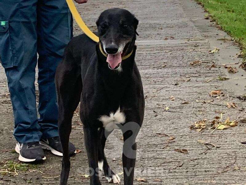 Autumn-Greyhound_12 Autumn-Greyhound