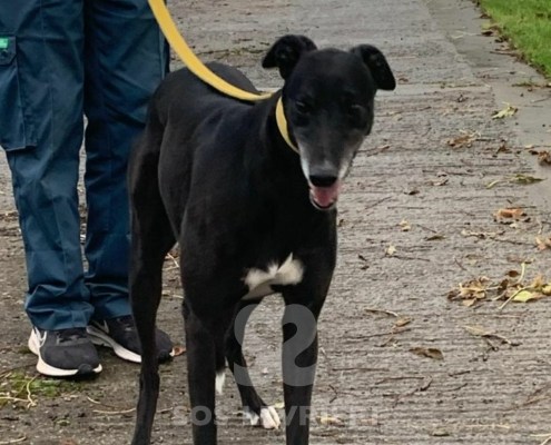 Autumn-Greyhound_13 Autumn-Greyhound