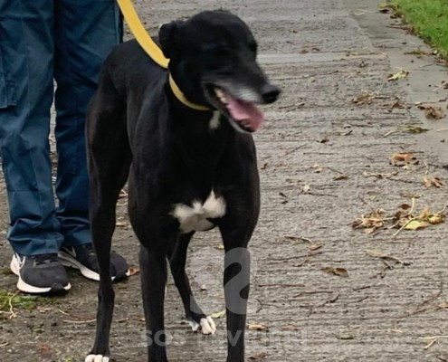 Autumn-Greyhound_14 Autumn-Greyhound