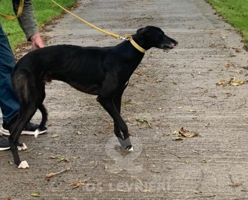 Autumn-Greyhound_15 Autumn-Greyhound