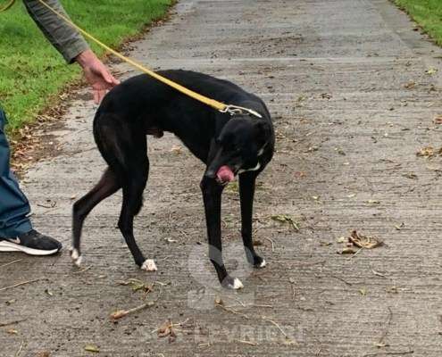 Autumn-Greyhound_16 Autumn-Greyhound