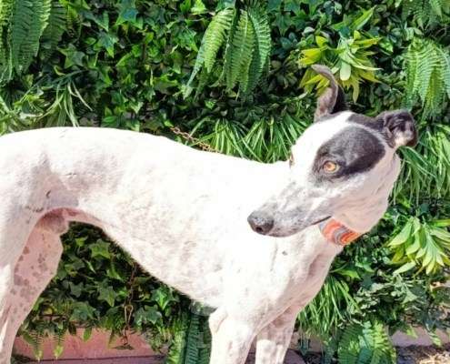 Firenze-Galgo_11 Firenze-Galgo