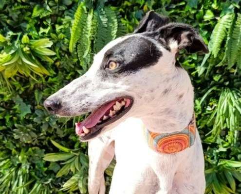 Firenze-Galgo_12 Firenze-Galgo