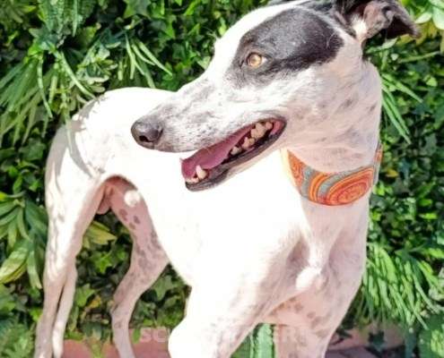 Firenze-Galgo_13 Firenze-Galgo