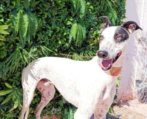 Firenze-Galgo_15 Firenze-Galgo