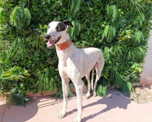 Firenze-Galgo_16 Firenze-Galgo