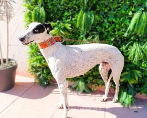 Firenze-Galgo_17 Firenze-Galgo