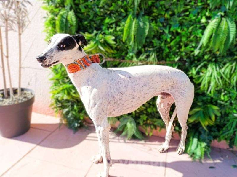 Firenze-Galgo_17 Firenze-Galgo