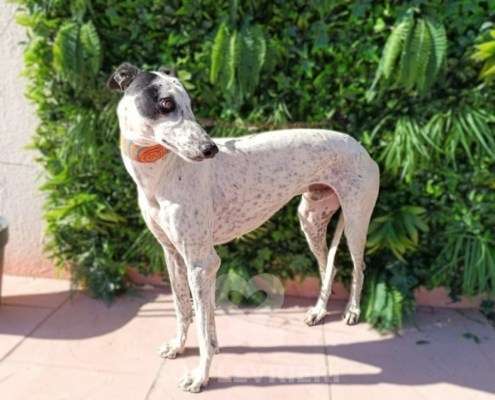 Firenze-Galgo_18 Firenze-Galgo