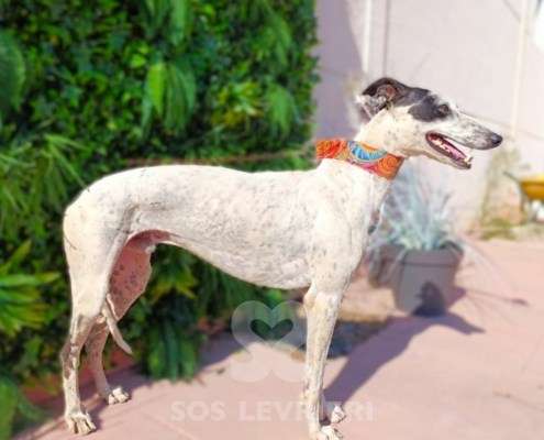 Firenze-Galgo_19 Firenze-Galgo