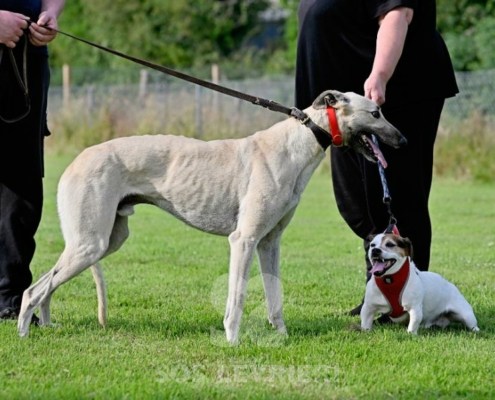 Ghost-Greyhound_15 Ghost-Greyhound