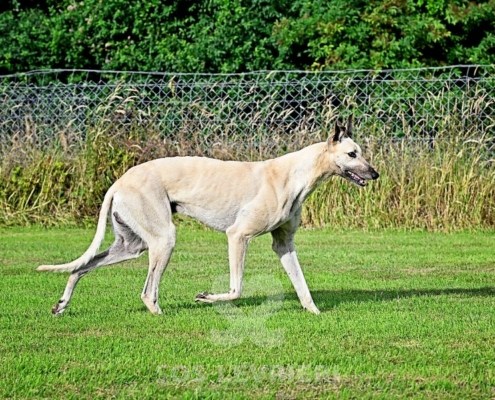 Ghost-Greyhound_16 Ghost-Greyhound