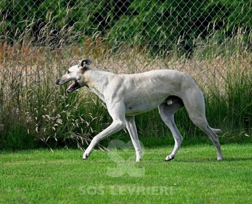 Ghost-Greyhound_17 Ghost-Greyhound