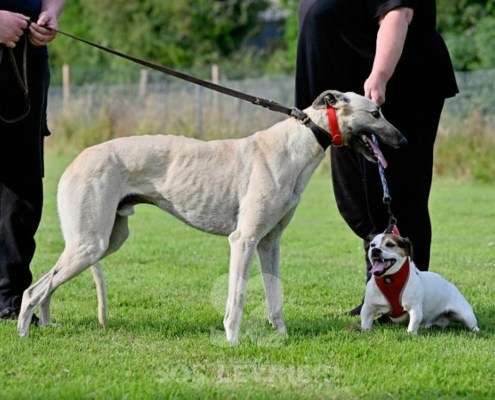 Ghost-Greyhound_18 Ghost-Greyhound