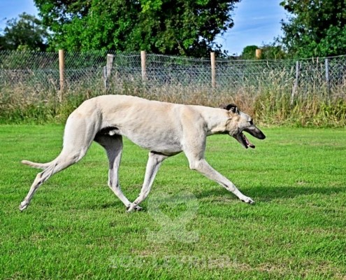 Ghost-Greyhound_19 Ghost-Greyhound