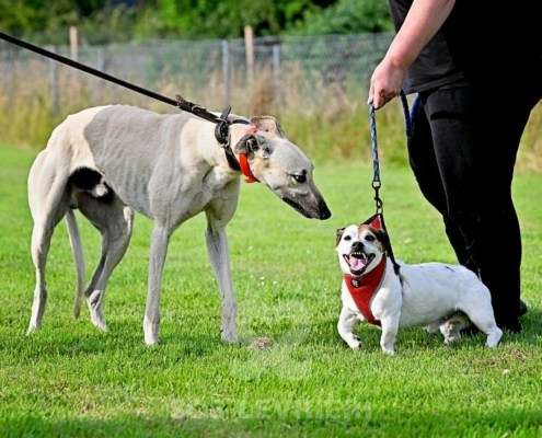 Ghost-Greyhound_20 Ghost-Greyhound