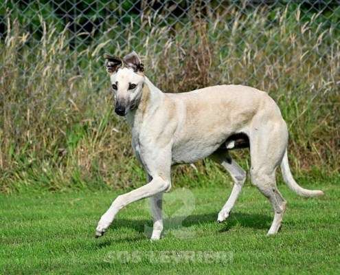 Ghost-Greyhound_21 Ghost-Greyhound