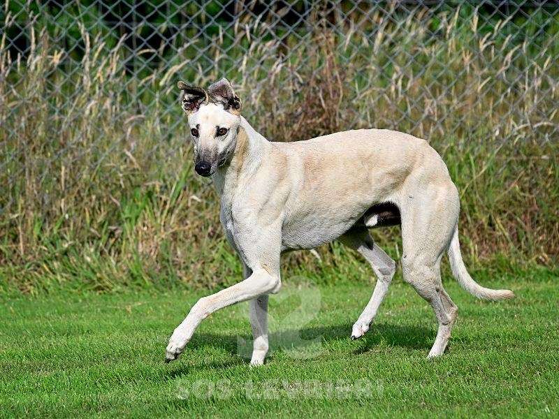 Ghost-Greyhound_21 Ghost-Greyhound