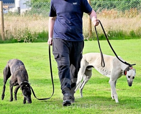 Ghost-Greyhound_22 Ghost-Greyhound