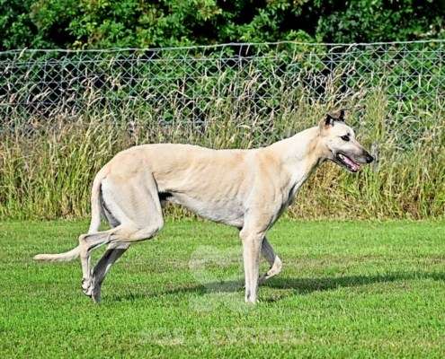 Ghost-Greyhound_23 Ghost-Greyhound