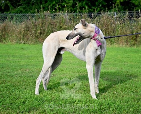 Ghost-Greyhound_24 Ghost-Greyhound