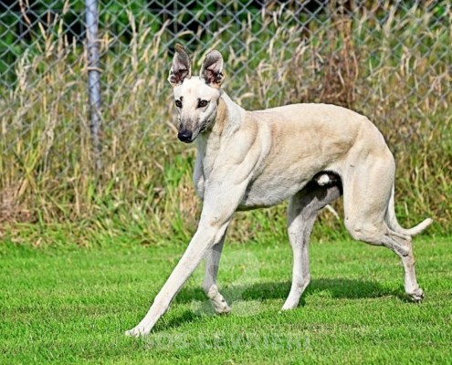 Ghost-Greyhound_25 Ghost-Greyhound