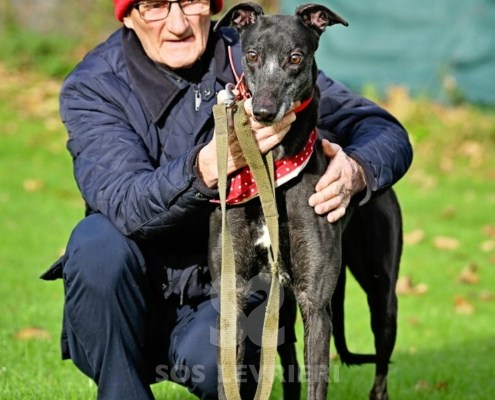 Leslie-Greyhound_11 Leslie-Greyhound